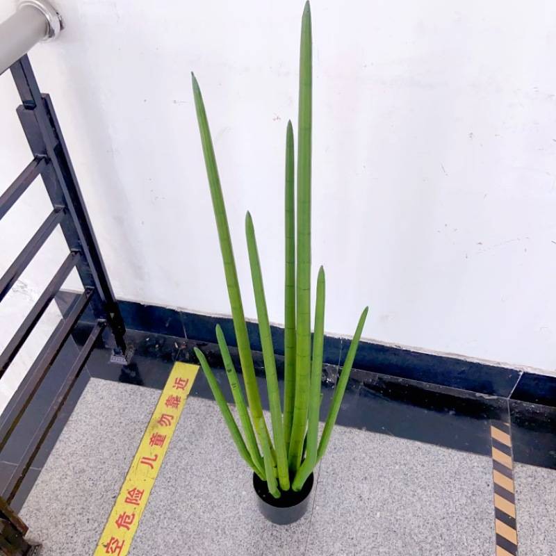 仿真龙骨仙人掌龙尾草蛇草盆栽长青草热带沙漠植物造景多肉假草