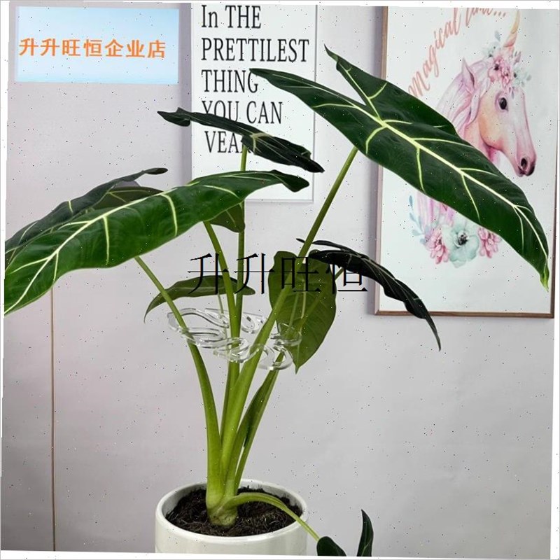 ,支撑杆龟背竹g春雨固定器水培绿植物天L鹅海芋防倒伏园艺花支架