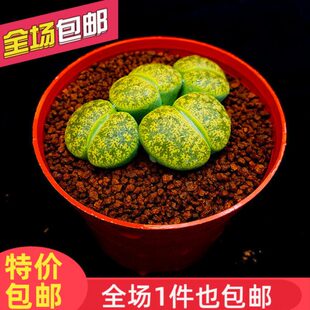 多肉植物生石花绿紫勋绿紫熏绿紫薰C36A屁股花PP花屁屁花石生花