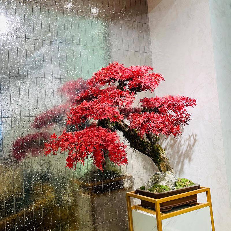 仿真松树中装式红色客松假树红色迎客新植物摆件客厅玄关饰红枫迎