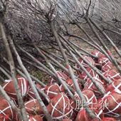 苗木移栽土球包片树根网片包土球网片网兜包土球网片土球网眼兜包