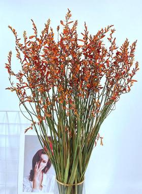 火焰兰干干燥花喷泉草原生自然真花风干干花束客厅装饰插花干干燥