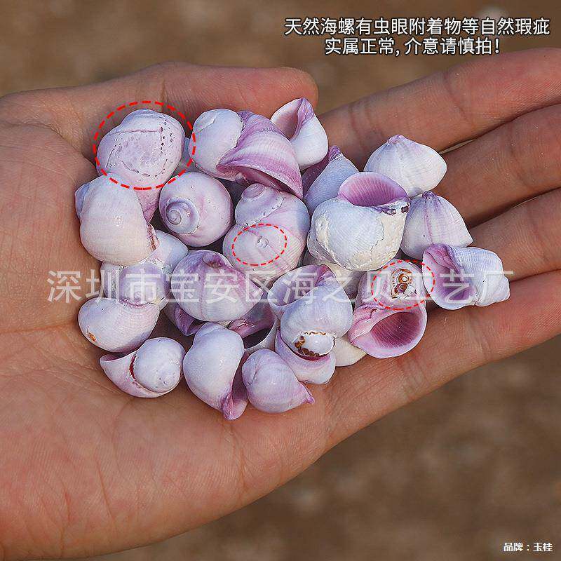 紫口珊瑚螺天然贝壳鱼缸水族造景装饰寄居蟹卷贝鱼替换壳厂家