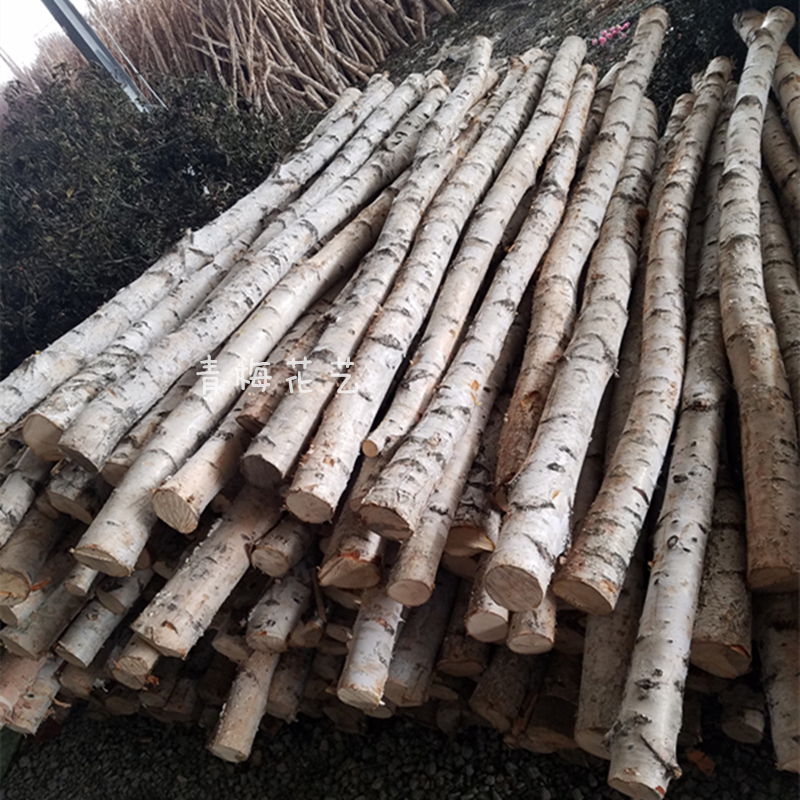 天然白桦树装饰树杆白桦树干桦木原木段树枝树杈枯树婚庆橱窗隔断