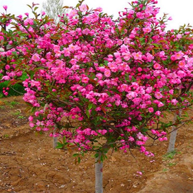 高杆海棠花树苗西府海棠垂丝海棠北美木瓜海棠绿化苗木庭院开花苗,鲜花速递/花卉仿真/绿植园艺,观叶 /花灌木,淘宝优惠券,粉丝福利购,淘宝优惠卷