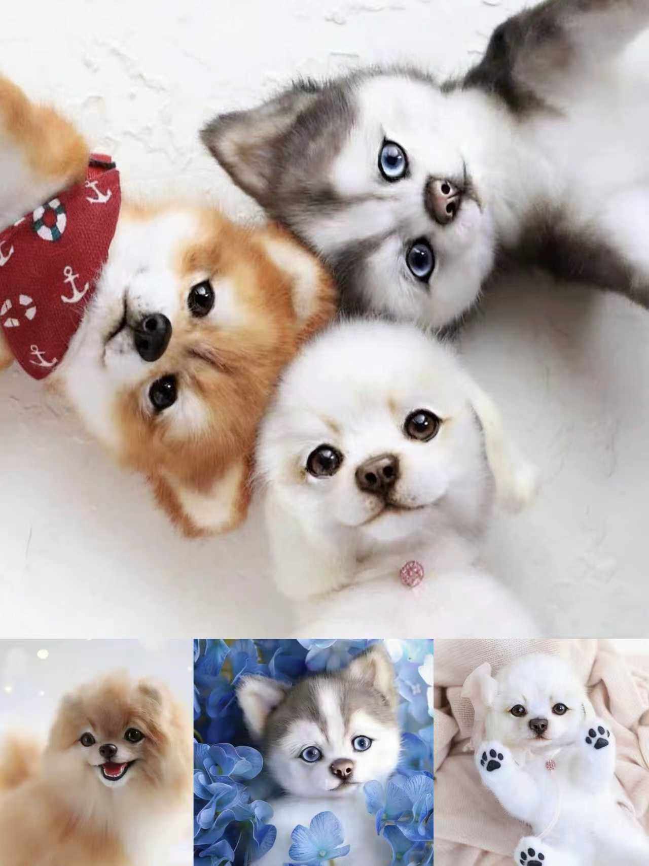 「自动发货」可爱狗狗玩偶图纸＋外文制作视频教程