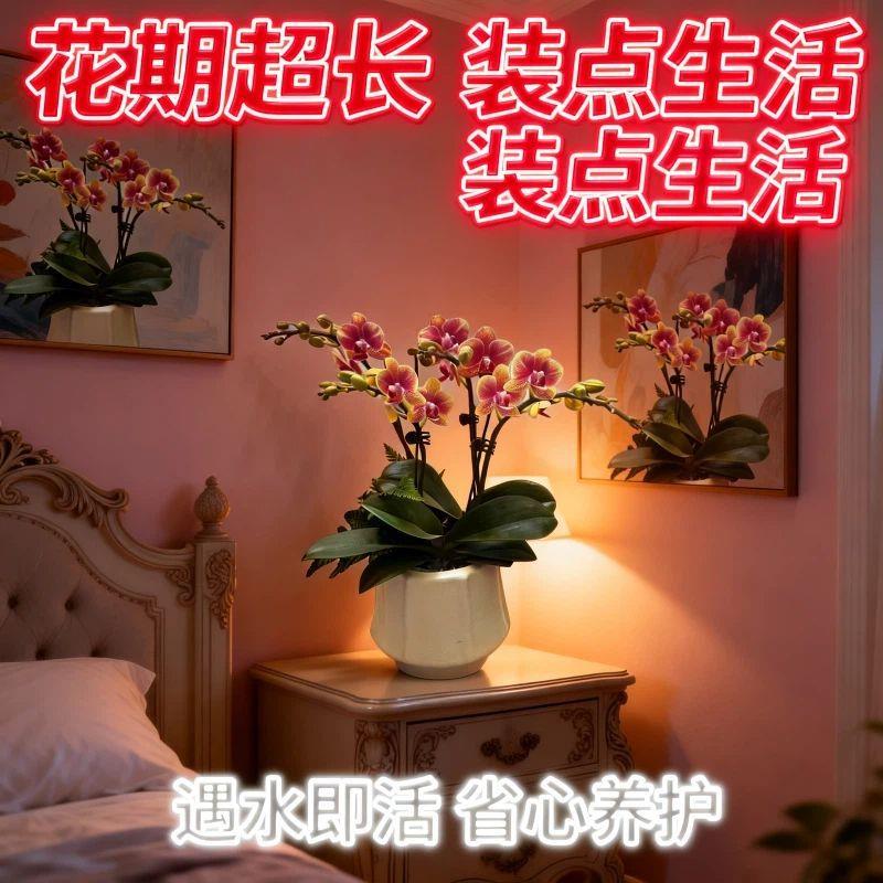 蝴蝶兰兰花年宵带花易养