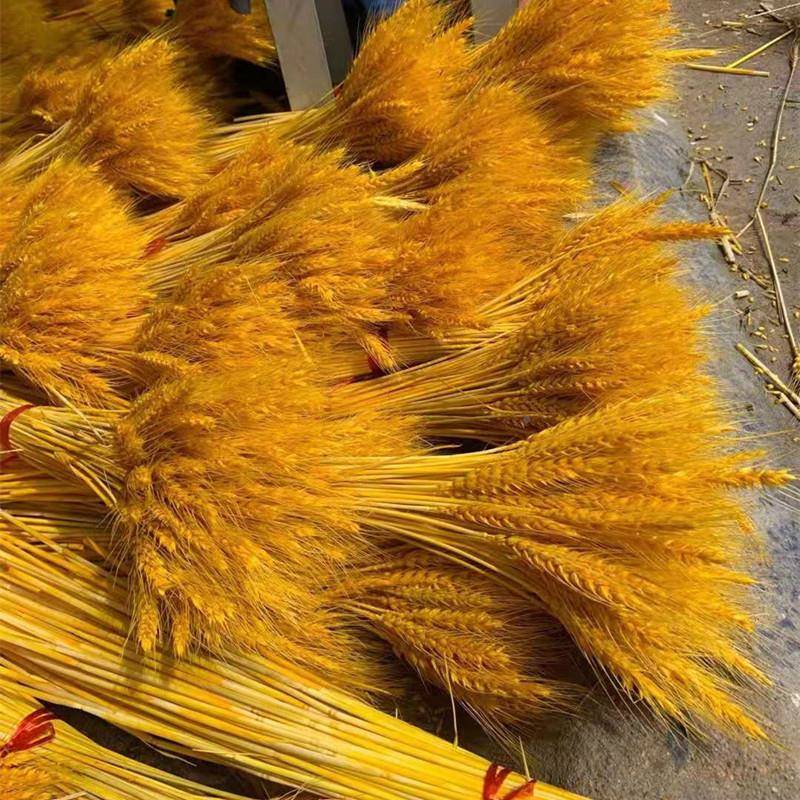 天然风干麦穗001干束客厅摆黄金大麦装件饰品金色设小麦花摆仿真
