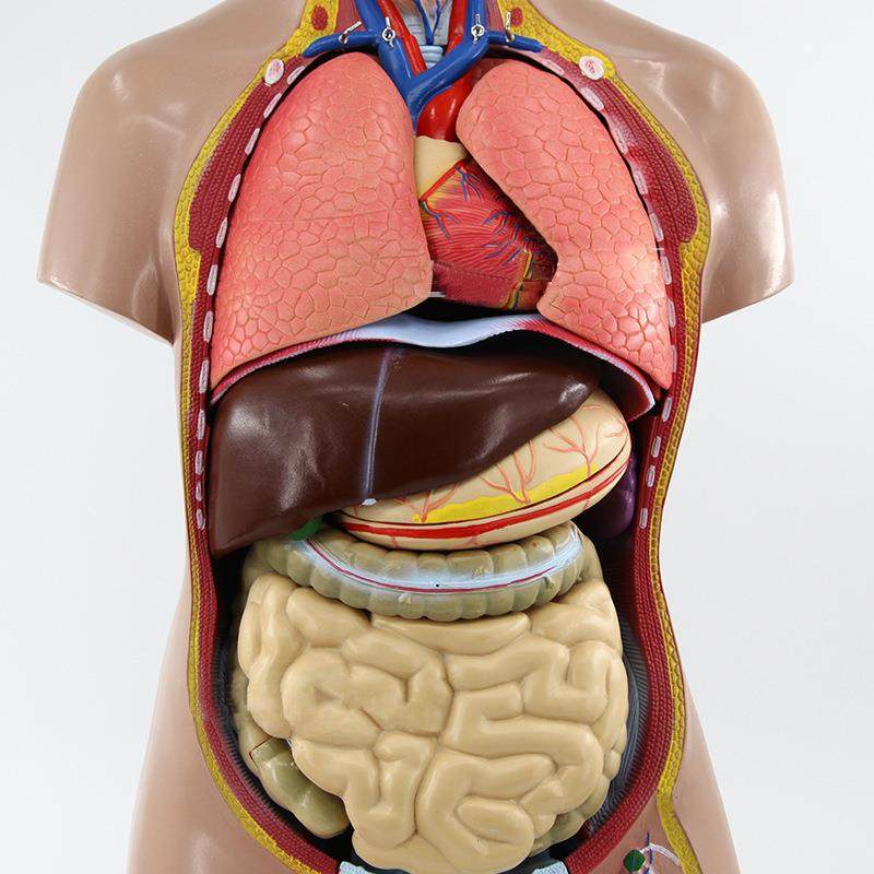 人体立体结构医学内装解剖脏器拆可956卸拼躯干解刨模型教学演示
