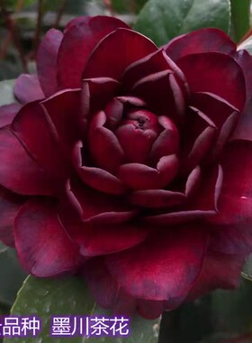 墨川树苗红色花卉盆栽阳台植J物好养庭院名贵稀有