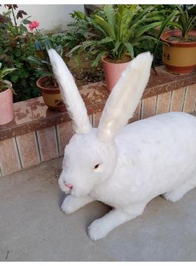 仿真大型兔玉兔件摆件大白家兔模居型大型动物开业橱MPN窗摄影摆