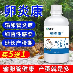 鸽子卵炎康鸡鸭鹅禽用蛋鸡输卵管炎血壳蛋鸽子不下蛋砂皮蛋软壳蛋