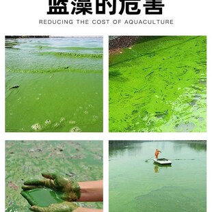 鱼塘虾塘蟹塘速杀蓝藻绿藻裸甲藻丝藻净池塘绿水净化处理杀藻克星