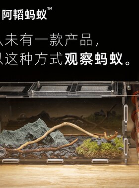 蚁巢活动区生f态巢蚂蚁工坊宠物蚂蚁养蚁试管巢学生养蚁阿韬ANTS