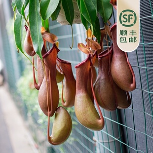 猪笼草盆栽耐热奇趣植物捕蝇草室内外阳台超大号吊兰包邮 晨莳