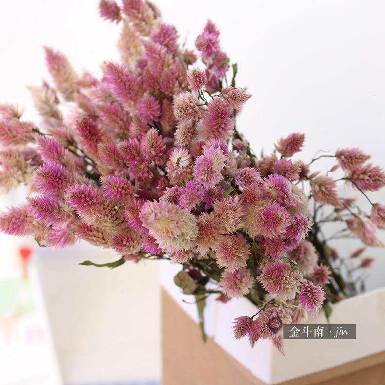 浪漫花瓶摆设云南干花装饰粉干拍摄道具桌花多插花花凤尾束头干花