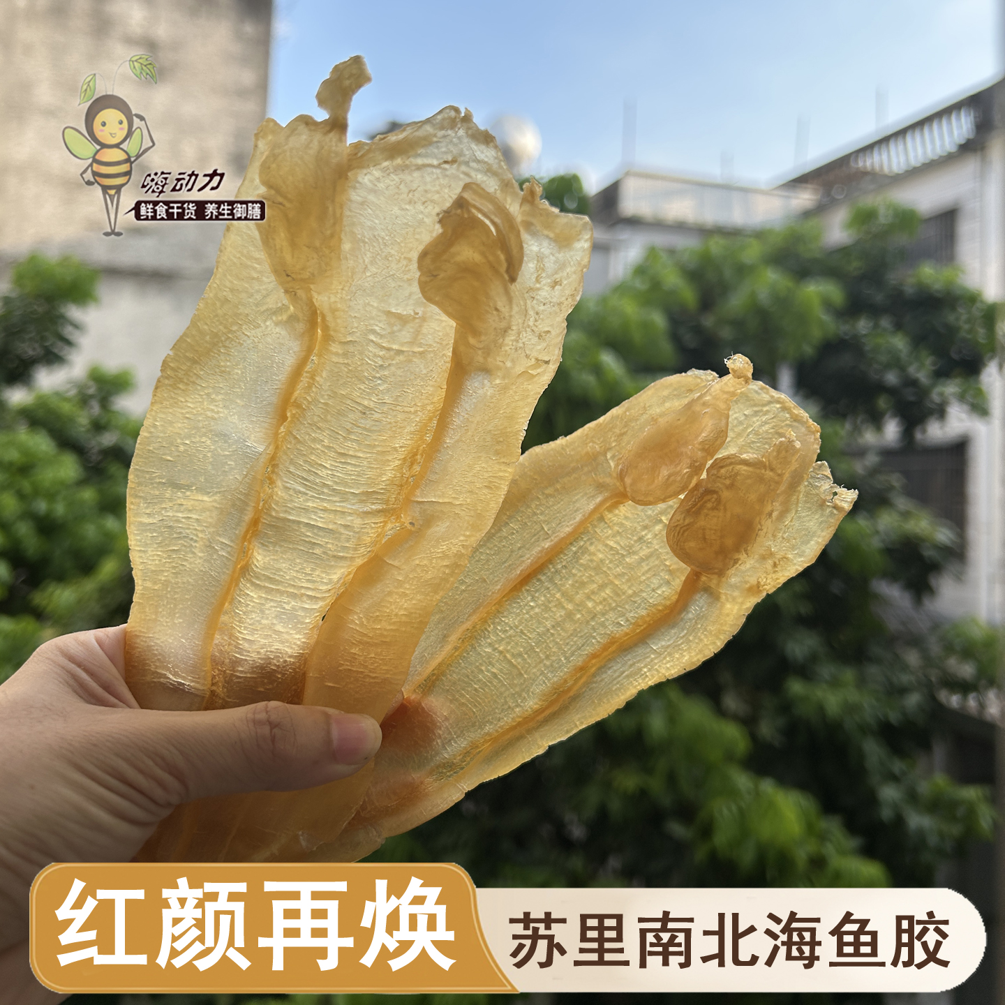 嗨动力苏里南北海公肚陈年老胶