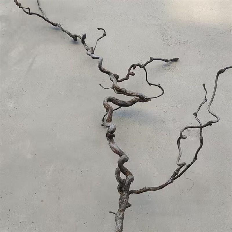 龙枣树干枝树枝装饰弯曲插花饭y店酒店装饰客厅干风干创意家用摆