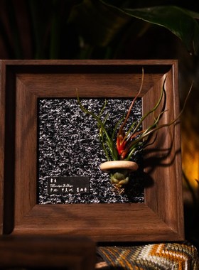 生野造物牵挂梨空气凤梨相框装饰办公桌面绿植摆件软装挂画礼物