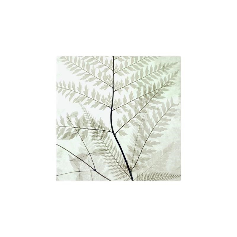 美式植物素雅装饰画画心画布无框画画芯蕨类植物黑白