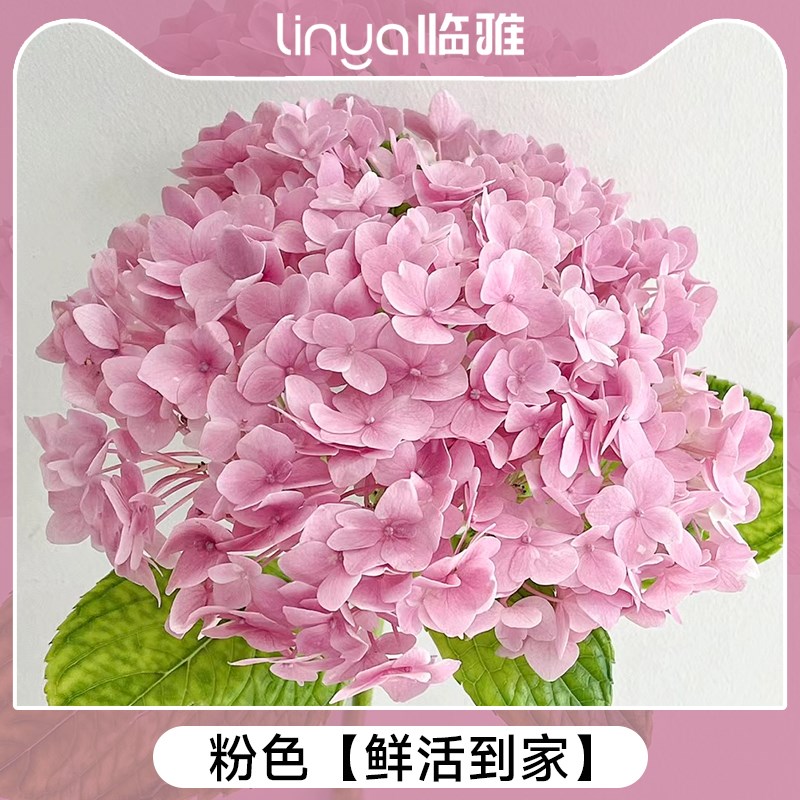 云南的室内百合鲜风铃懒人花向日葵养直发适合插花花花Z水培植物