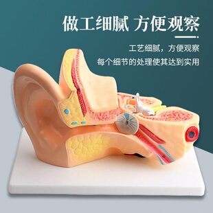 耳朵模型人耳解剖采耳教学培训模型耳鼻喉科教学展示内耳结构模型