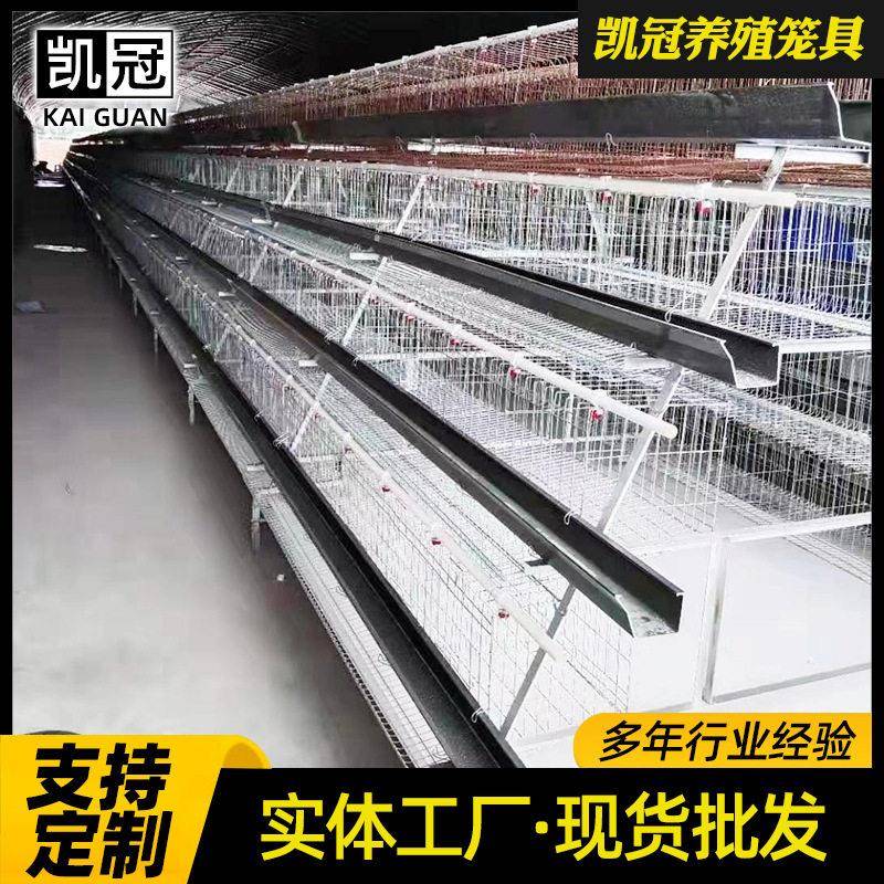 立体三蛋层DJC梯式阶蛋鸡笼全自动蛋鸡养殖合笼子组阶梯式鸡笼子