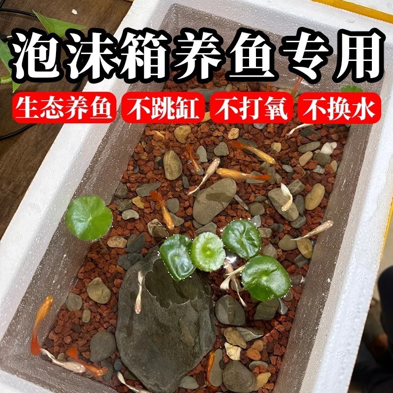 泡沫箱养鱼专用高密n度加厚超硬鱼缸观赏鱼懒人保温箱养鱼养可厂