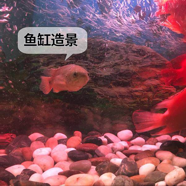 天然精抛光鹅石卵石头南京雨色花石原石852白院石子铺路铺地庭装
