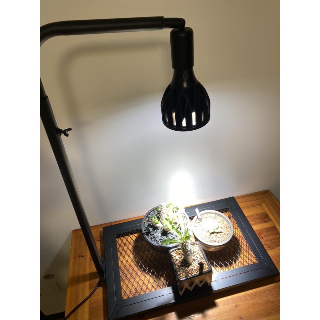 日式块根植物龟栽甲绿龙爬A1藤架室内盆植物攀爬架支植多肉植物补