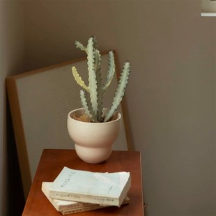 诗与自然 白龙骨仙人掌沙生植物盆栽盆景N北欧小众ins风绿植
