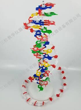 DN构模型/大号J3生3306双螺旋60公分高中碱基对遗结传基33306因物