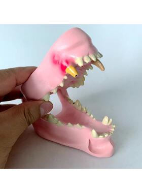 狗病理牙模型物犬牙齿模WGG型犬宠教学齿演示模型病变牙犬牙口腔