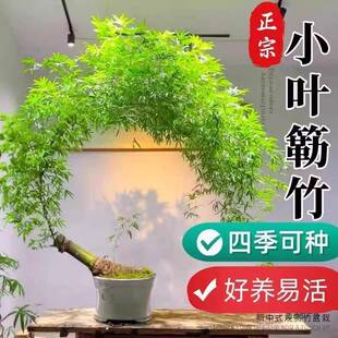 小室叶茶簕竹成品盆景勒竹老桩内室竹F99HH7TH子盆栽四季 常青易竹