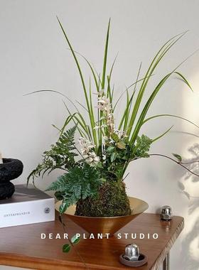 MaR4jiIL盆亲爱的绿植春浅花叶苔球盆景面办公藓室内好养桌迷你绿