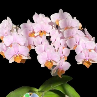 港谷兰业3.0图尔坎砍蝴蝶兰苗室内高端J鲜花卉盆栽当年开花包对版