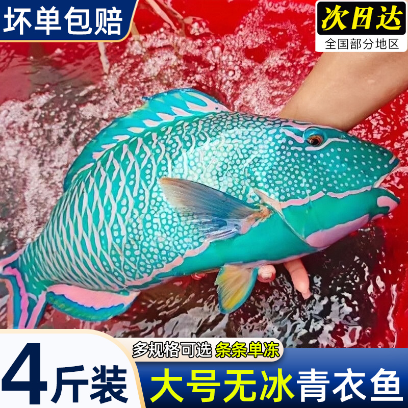 青衣鱼鲜活冷冻斑鱼海鱼珊瑚鱼猪齿鱼非西沙海鲜生鲜真空顺丰包邮