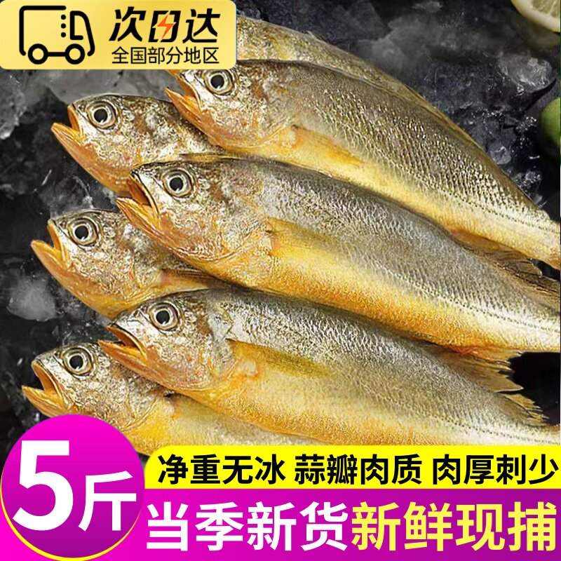 小黄花鱼新鲜冷冻海鱼鲜活黄花鱼生鲜冰鲜深海鲜水产商用烧烤