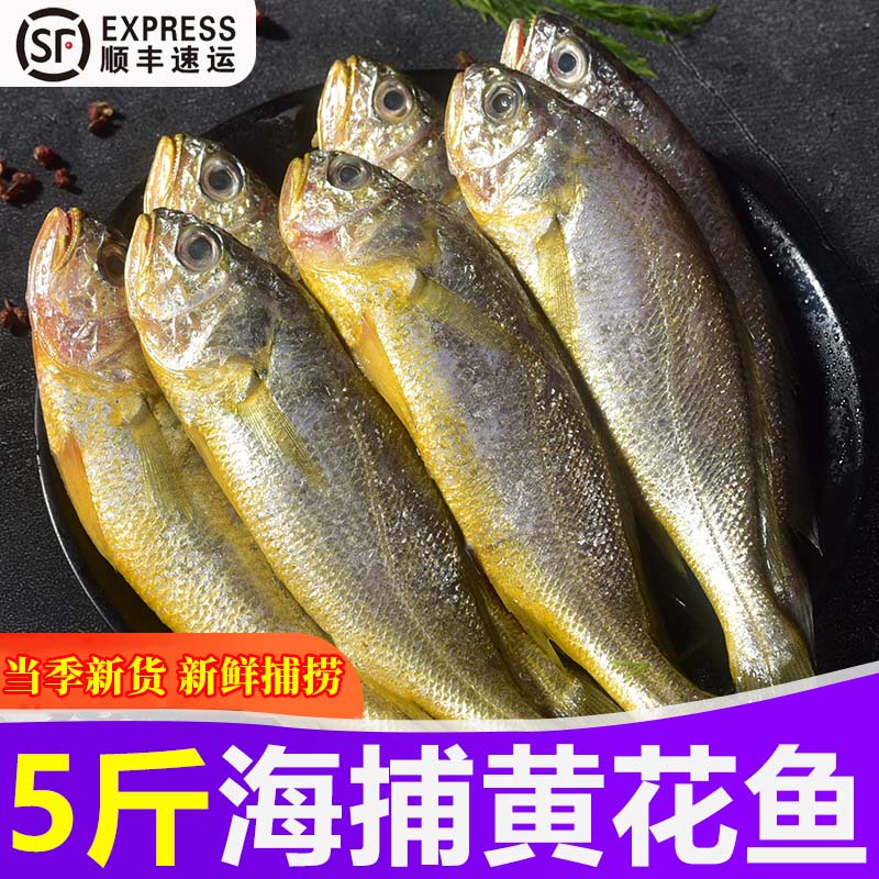 冰鲜小黄花鱼深海捕捞海鲜水产