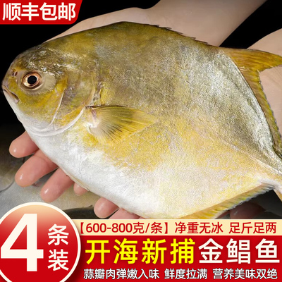 金鲳鱼大号鲜活新鲜冷冻