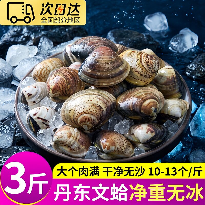 大海十三丹东大文蛤冷冻大个无沙