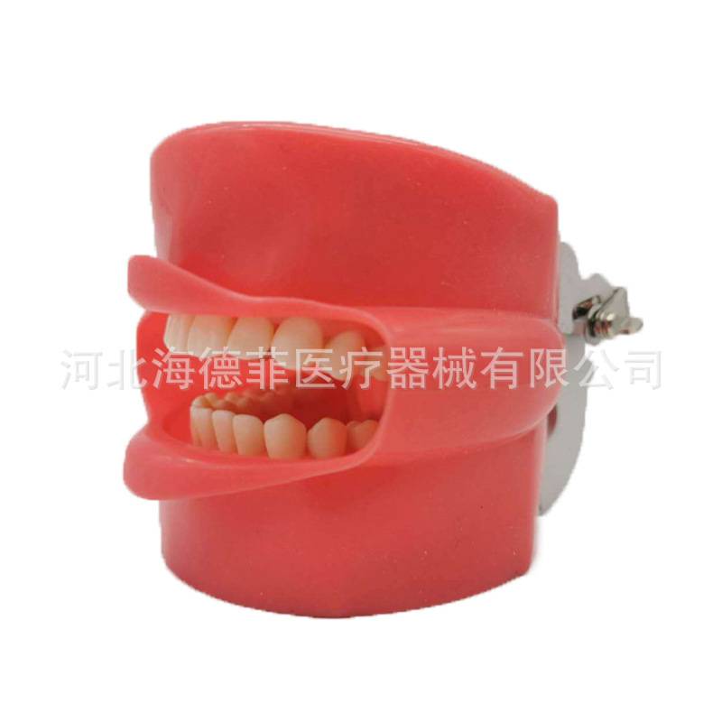 全口可拆卸备牙模型 28颗牙齿模型加面皮