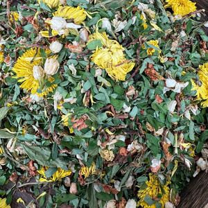 养肝茶养生茶包肝清去热火冲护肝鸡骨草叶菊花茶男女士养生熬夜