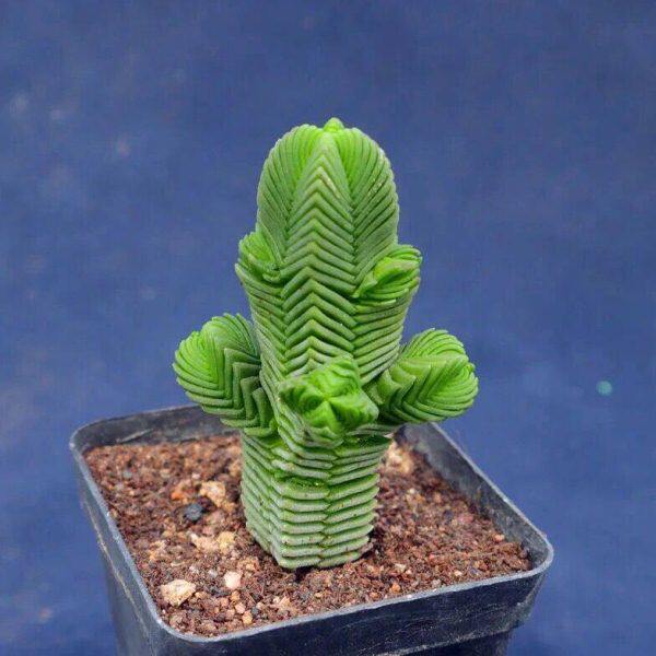 稀有多肉植物达摩绿塔方塔元宝帝玉大颗群生办公室内小盆景好养活
