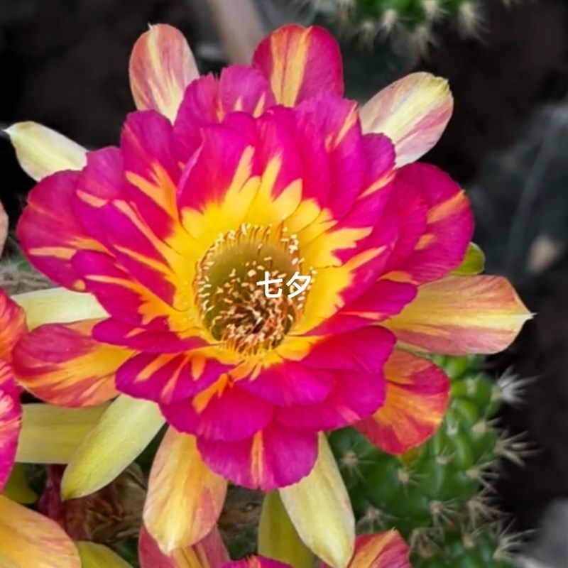 《七夕》丽花《惊雷》仙人球w《清乐》勤花《巨无霸》多肉植物好