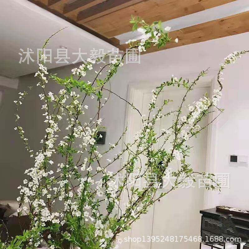 雪柳枝DOJ插花家庭水养插鲜花喷鲜雪花花干枝干支水梅插泡水开花