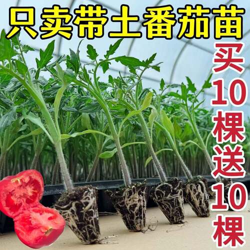 西红柿苗番茄沙瓤大圣女果