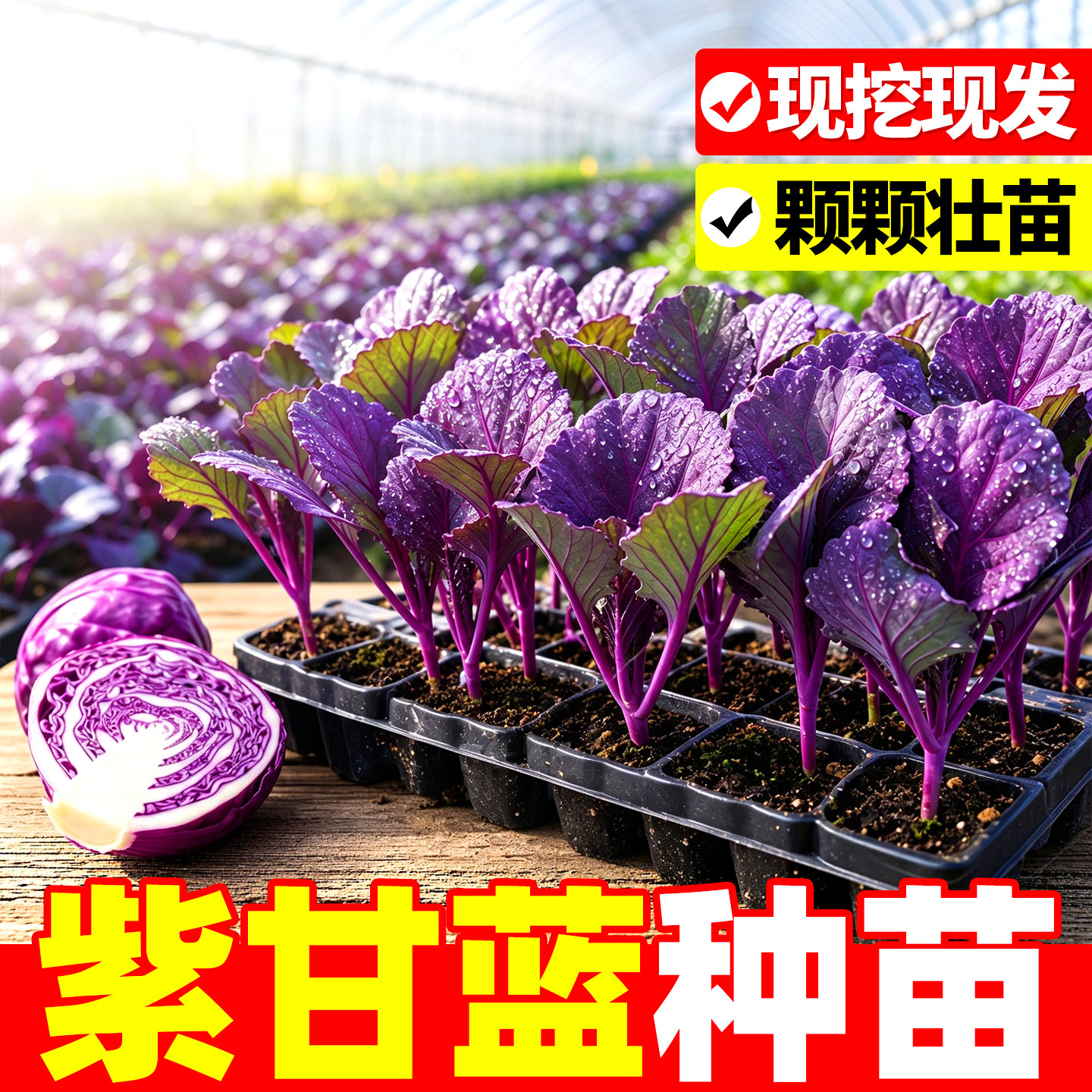 早熟高产带土球紫甘蓝秧苗