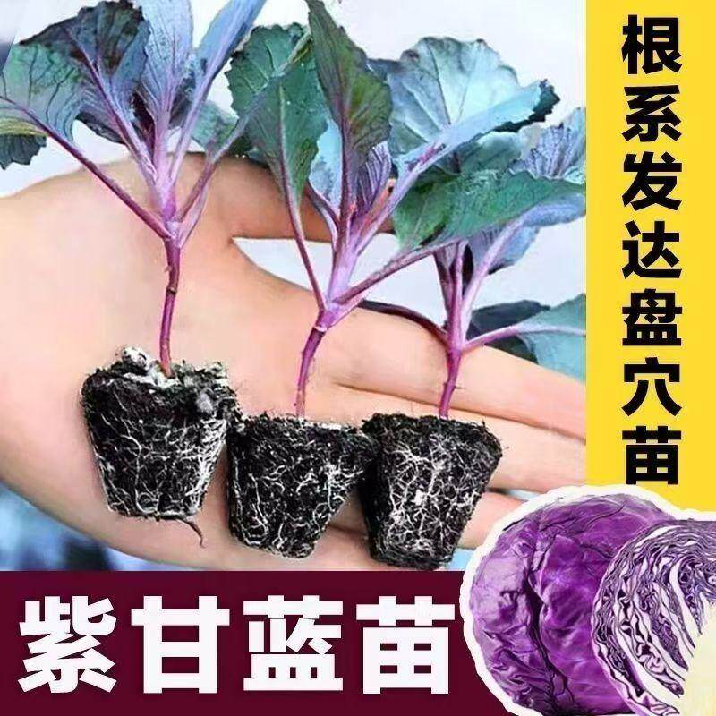 紫甘蓝苗秧带土包菜苗