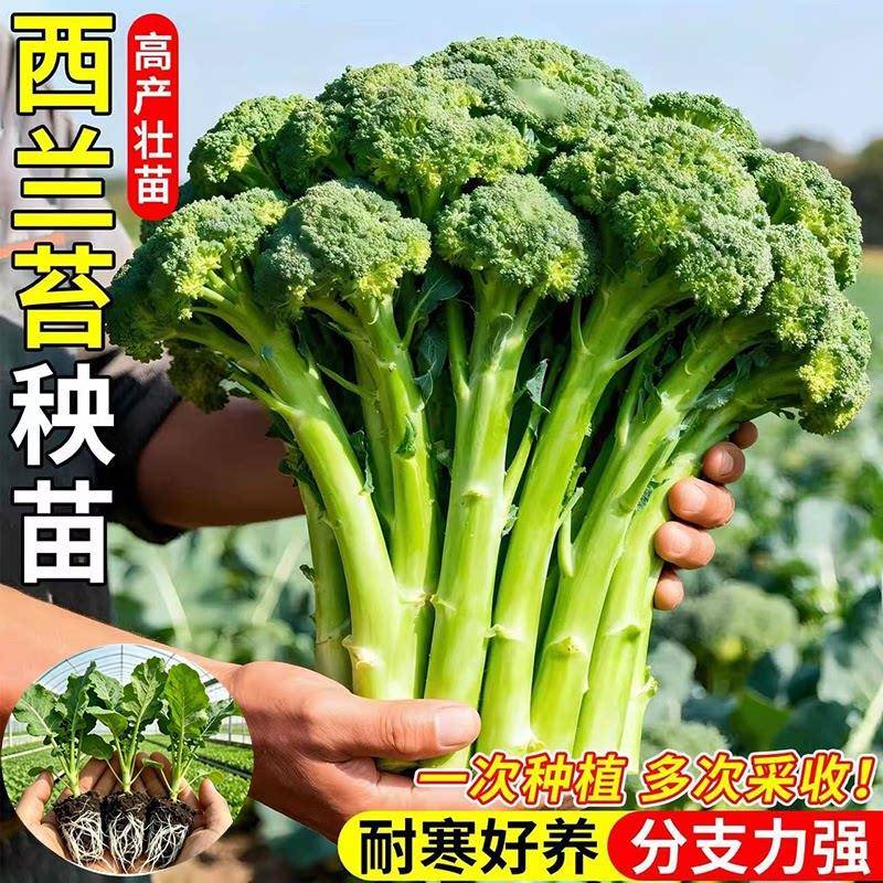 西兰苔苗秧芥蓝种耐寒蔬菜